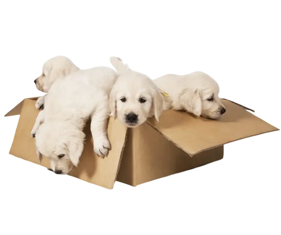 Mudarse con mascotas perros en caja