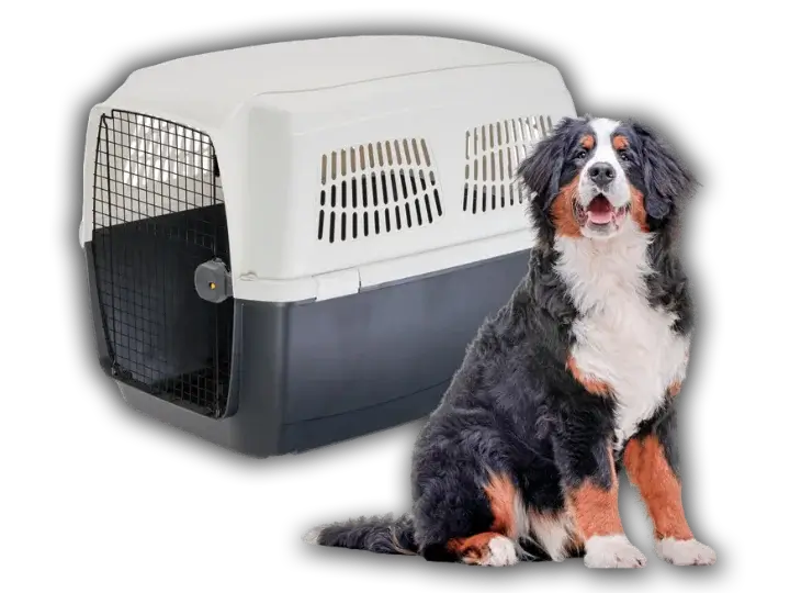 Historia reales de mudanzas perros